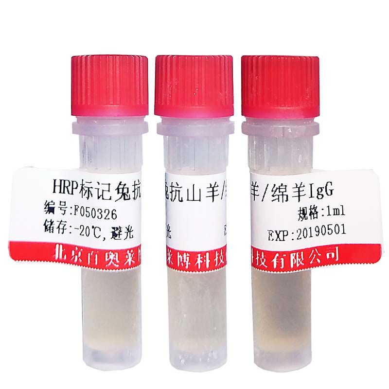 小鼠抗甲状腺素运载蛋白(TTR)单抗北京品牌
