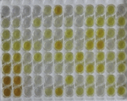 小鼠白介素34(IL34)检测试剂盒(酶联免疫吸附试验法)
