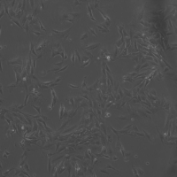 小鼠脂肪前体细胞3T3-F442A