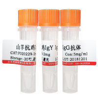 兔抗水通道蛋白9(AQP-9)抗体报价