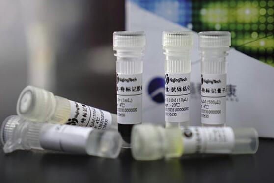 巨细胞病毒PP65/CMV低基质磷脂蛋白抗体