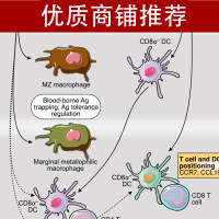 课题整体外包（western blot、免疫共沉淀、免疫组化、免疫荧光、动物实验、细胞实验、ChIP实验等）