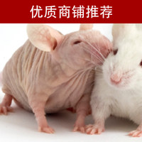 裸小鼠移植瘤实验