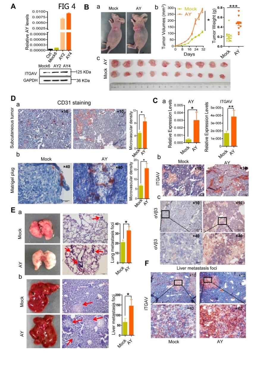 說(shuō)明: C:\Users\y505\Desktop\LncRNA AY promotes hepatocellular carcinoma\F4.tif