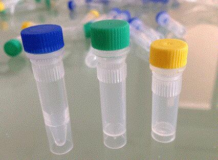 细胞色素c氧化酶1抗体