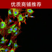 免疫荧光（IF）实验服务