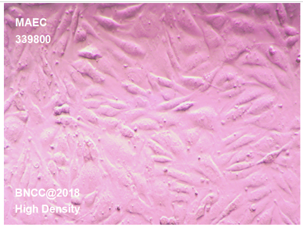 小鼠主动脉内皮细胞