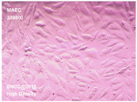 小鼠主动脉内皮细胞