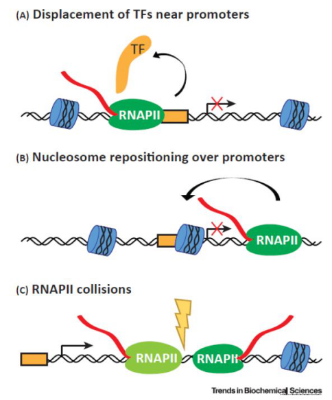 实例解读文献，一文带你 GET 国自然热点：lncRNA