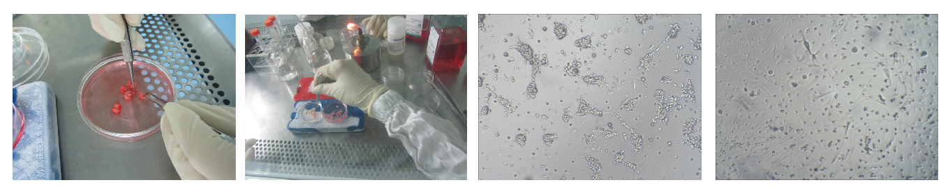 小鼠巨噬、小胶质/大鼠肝细胞
