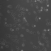 小鼠巨噬、小胶质/大鼠肝细胞