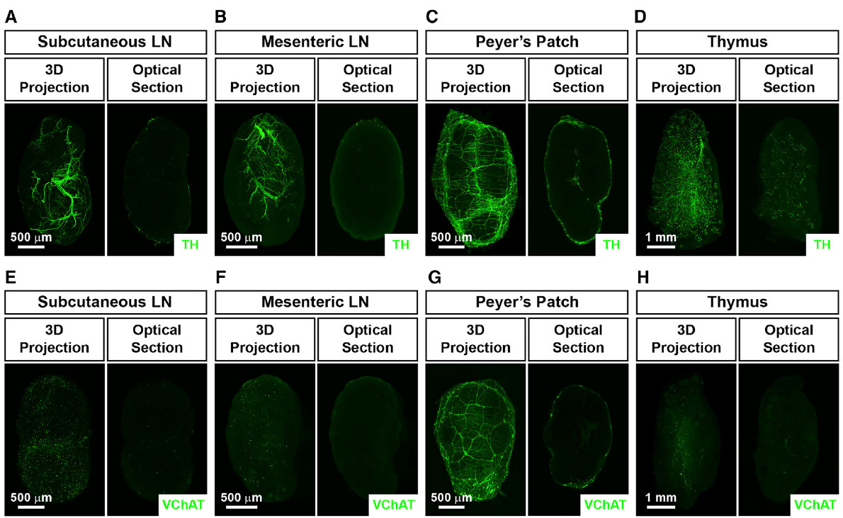 器官三维成像时代已到来！你不可不知的组织透明与光片扫描技术
