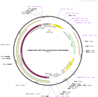  pX600-AAV-CMV::NLS-SaCas9-NLS-3xHA-bGHpA质粒