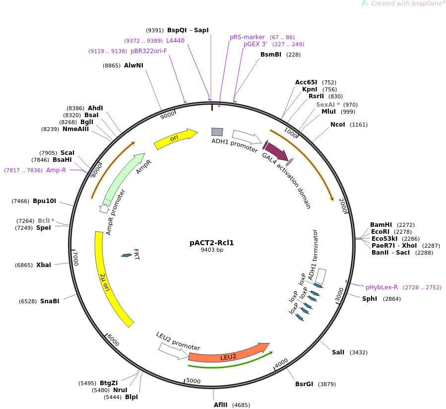 pACT-MyoD哺乳双杂交质粒