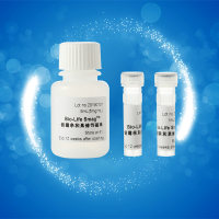 链霉亲和素修饰磁珠(2.8μm)免疫磁珠,免疫分析/免疫诊断,蛋白分离纯化细胞分离