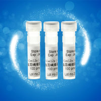 CRISPR-Cas12a(LbCpf1)基因敲除编辑检测定点突变蛋白