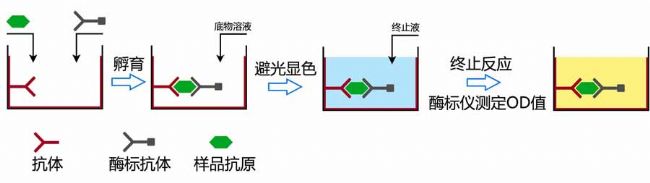 人细胞毒性T淋巴细胞相关抗原4(CTLA4)ELISA试剂盒