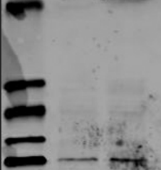 千寻生物成功制备猪蓝耳病单抗