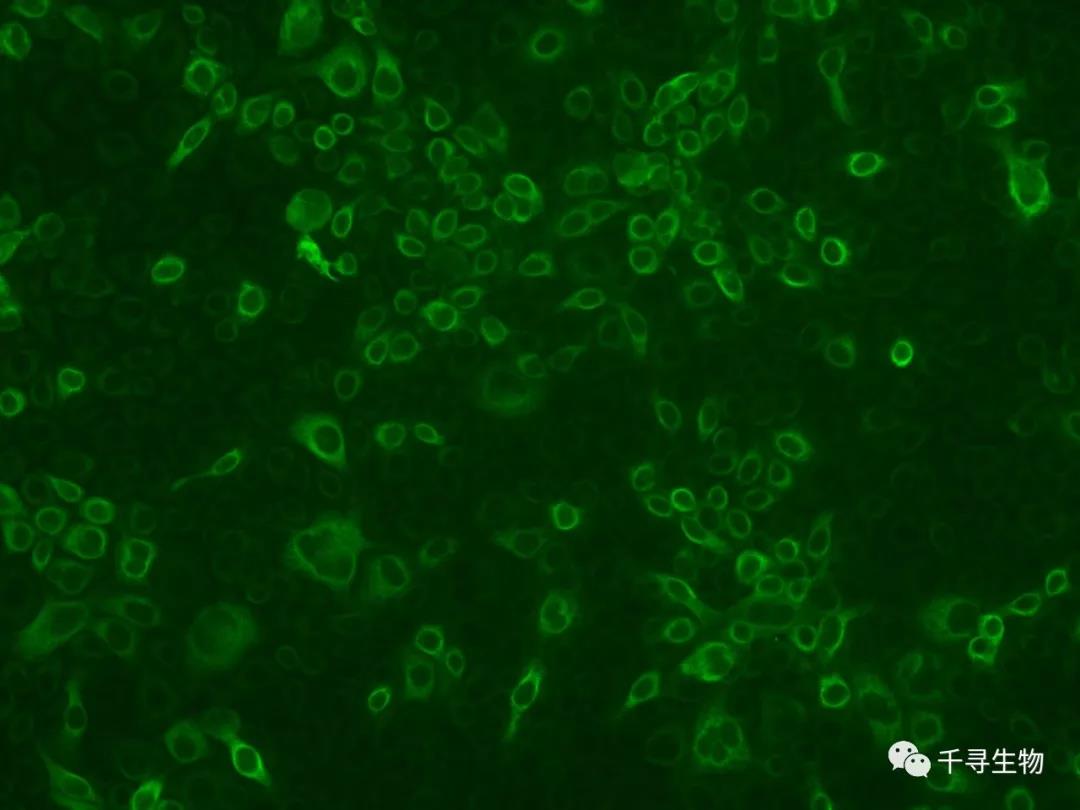 千寻生物成功制备猪蓝耳病单抗