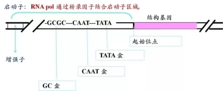启动子查找和转录因子预测真的不简单？那还不赶快收藏这份干货！