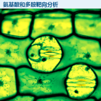 氨基酸和多胺靶向分析