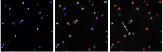 高内涵在模式生物中的应用（一）