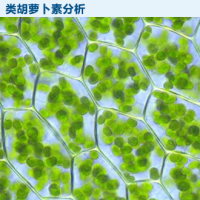 类胡萝卜素分析