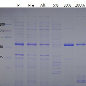 镍柱纯化蛋白原理与使用方法