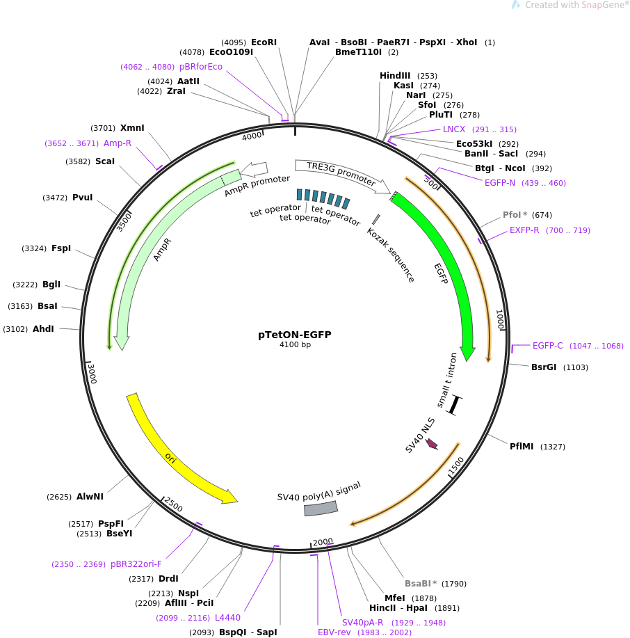 pTRE3G哺乳调控质粒