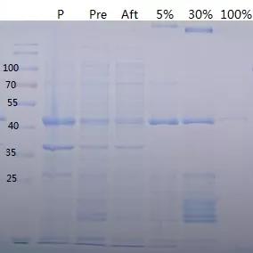 镍柱纯化蛋白原理与使用方法