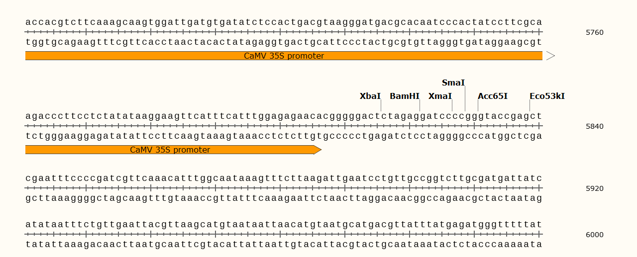 pROKII植物表达质粒