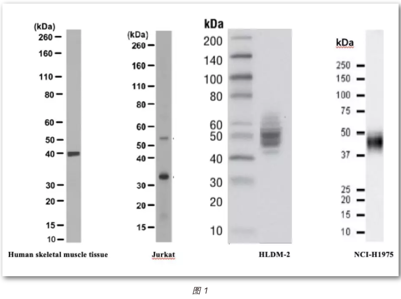 以pdl1为例教你不错过wb实验中看似不对劲的条带