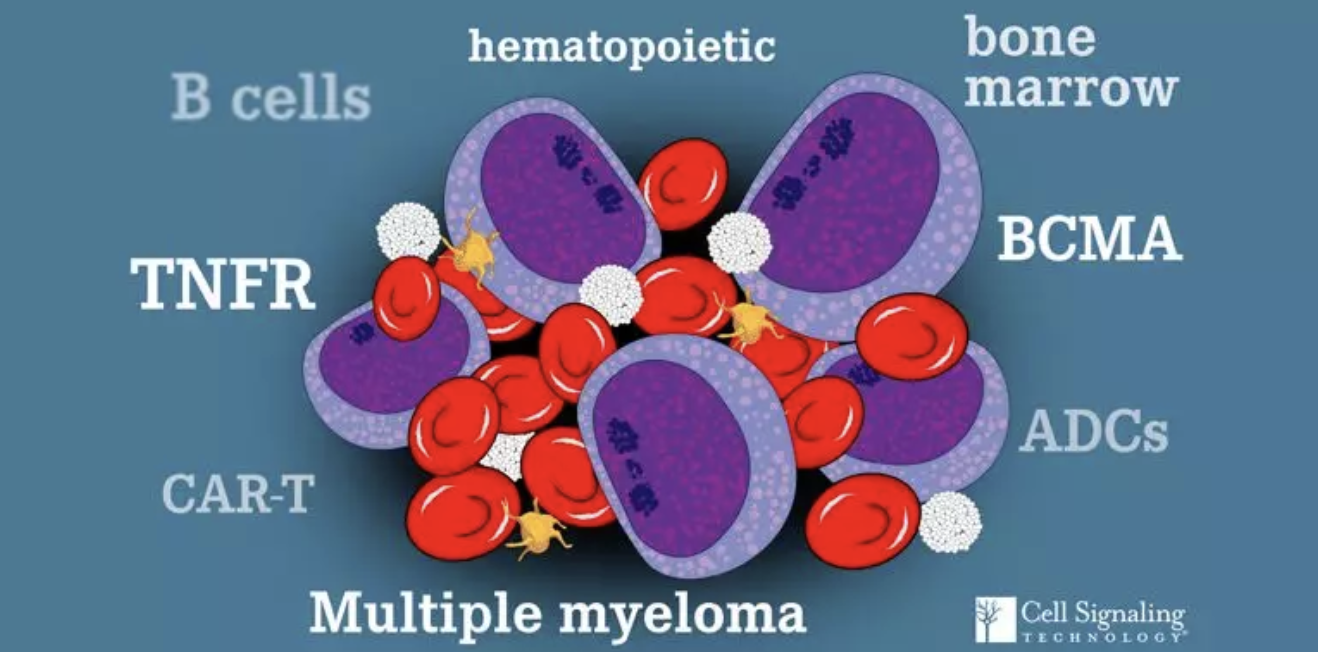 多发性骨髓瘤治疗的潜力显效靶点—BCMA, 了解一下？