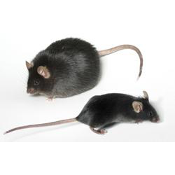 db/db小鼠（二型糖尿病小鼠）