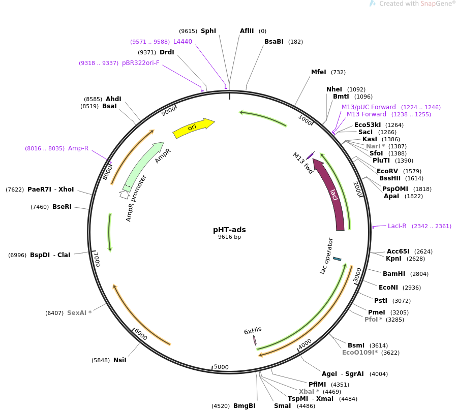 pHT01枯草胞内质粒
