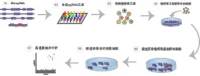 CRISPR/cas9文库基因筛选综合服务