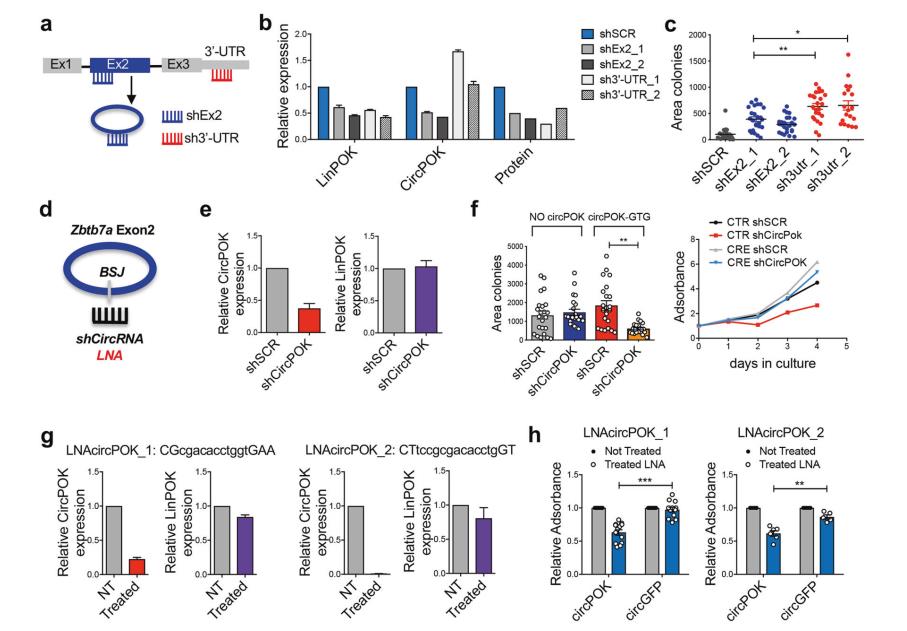 說明: C:\Users\y505\Desktop\Intragenic antagonistic\FIG 3.png