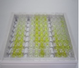 大鼠血小板衍生生长因子C(PDGFC)检测试剂盒