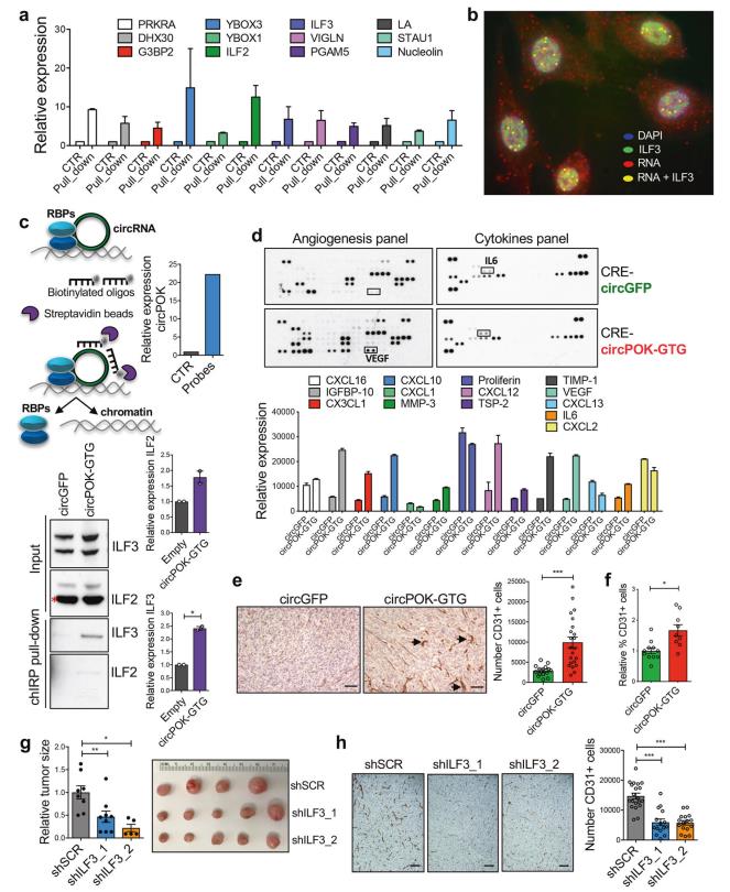 說明: C:\Users\y505\Desktop\Intragenic antagonistic\FIG 4.png