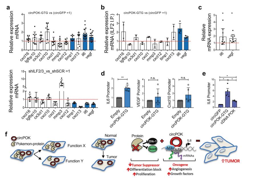 說明: C:\Users\y505\Desktop\Intragenic antagonistic\FIG 5.png