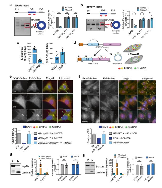 說明: C:\Users\y505\Desktop\Intragenic antagonistic\FIG 1.png