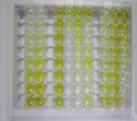 小鼠肝细胞核因子1α(HNF1a)检测试剂盒