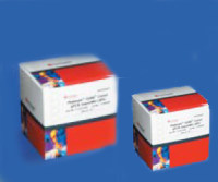 Invitrogen™  Platinum Quantitative PCR  SuperMix