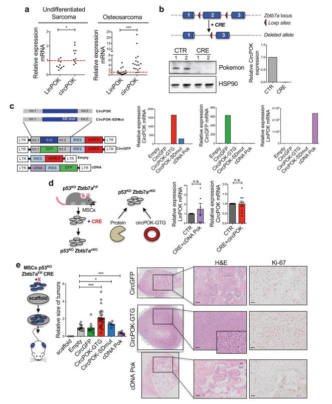 說明: C:\Users\y505\Desktop\Intragenic antagonistic\FIG 2.png