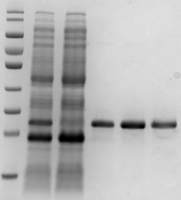 原核重组蛋白表达纯化