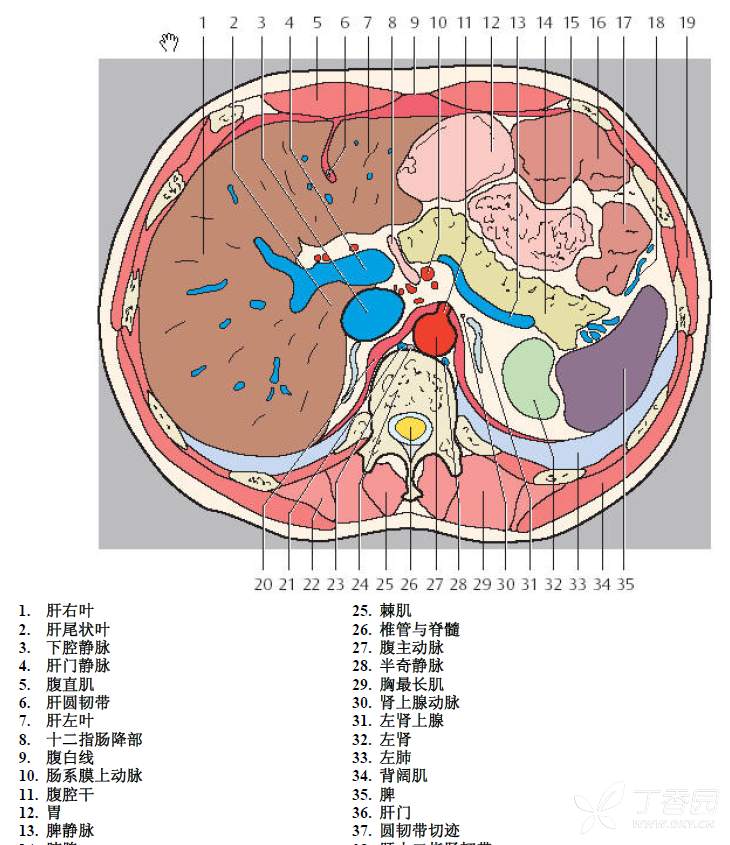 小肠ct分段解剖图图片