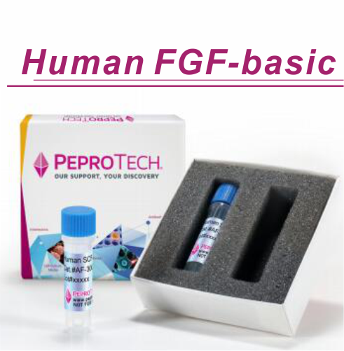 Human FGF-basic