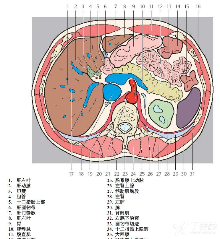 腹部ct片子,正常解剖結構求解