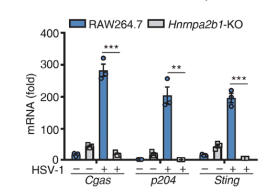 Science重磅| 南模生物助力曹雪涛团队发现核内DNA感受器