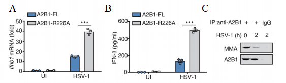Science重磅| 南模生物助力曹雪涛团队发现核内DNA感受器